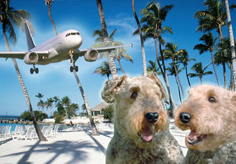 Urlaub mit Hund via Flugzeug Image