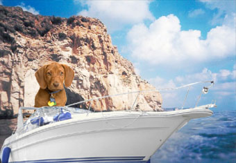 Reisen mit Hund via Schiff Picture